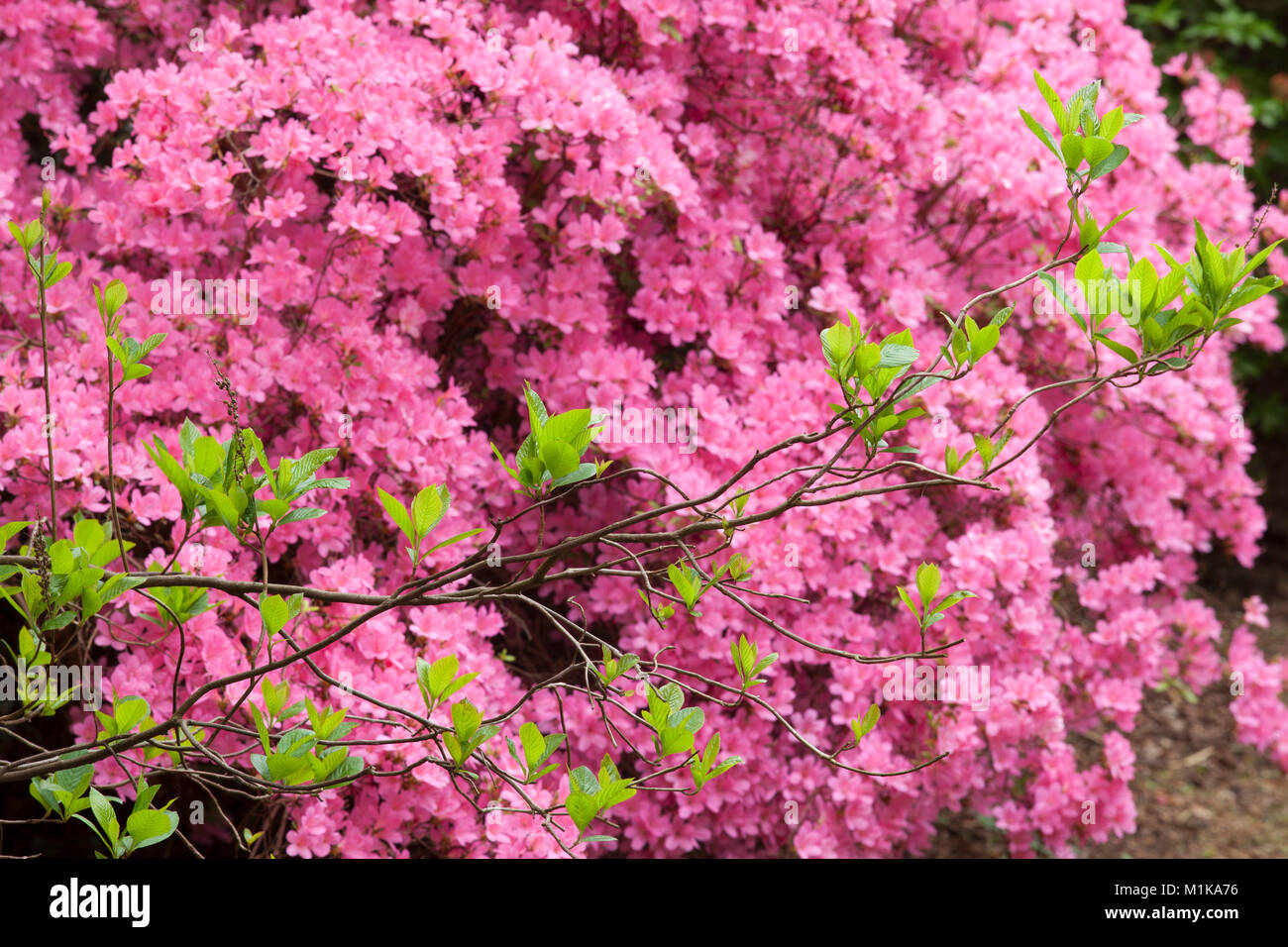 Germany, Cologne, blooming azalea at the Forstbotanischer Garten, an arboretum and woodland botanical garden.  Deutschland, Koeln, bluehende Azaleen i Stock Photo