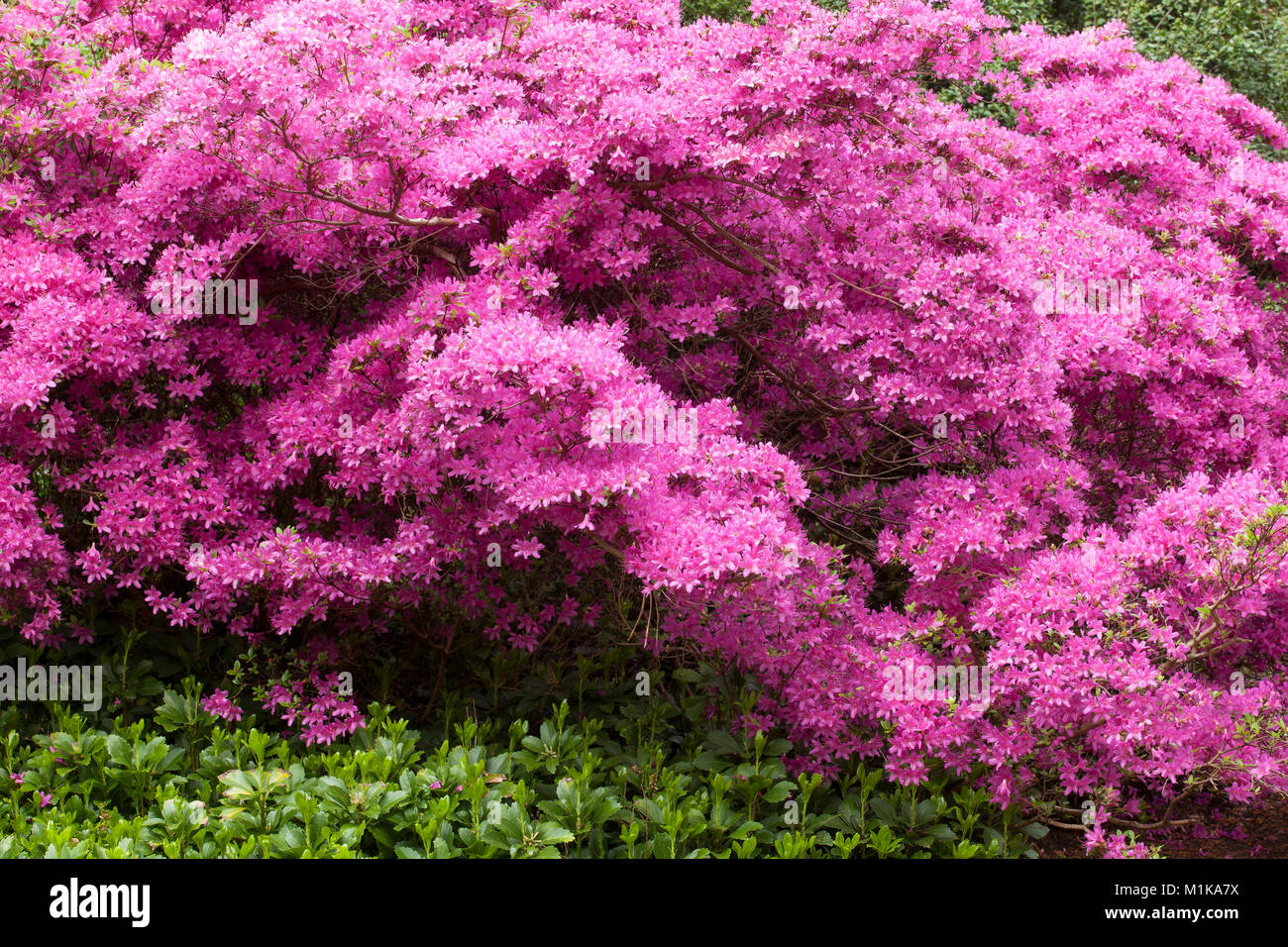 Azaleen Germany, Cologne, blooming azalea at the Forstbotanischer Garten, an ...