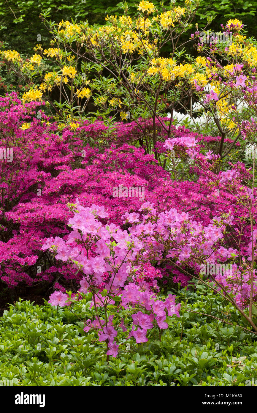 Germany, Cologne, blooming azalea at the Forstbotanischer Garten, an