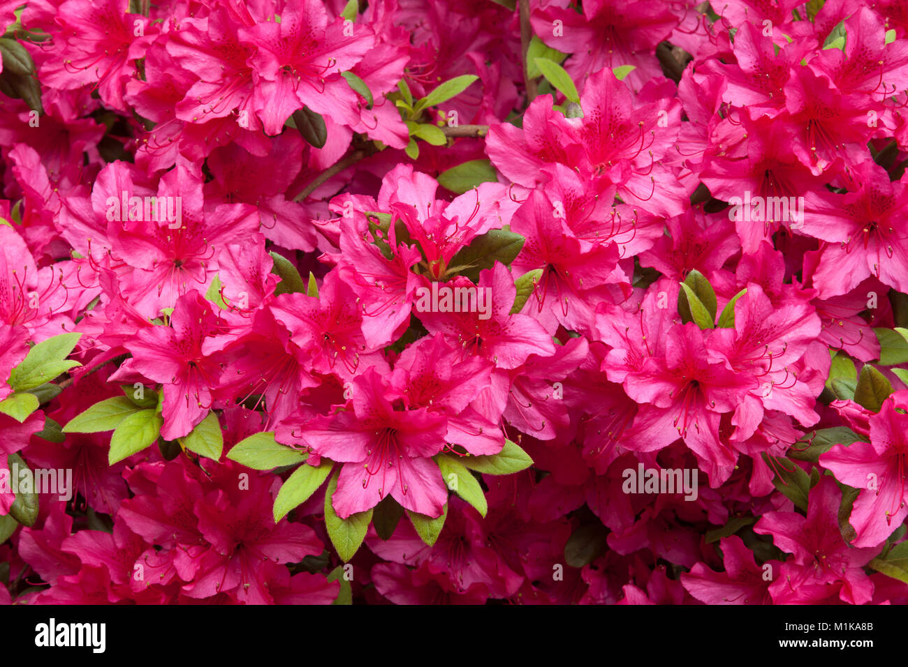 Azaleen Germany, Cologne, blooming azalea at the Forstbotanischer Garten, an ...