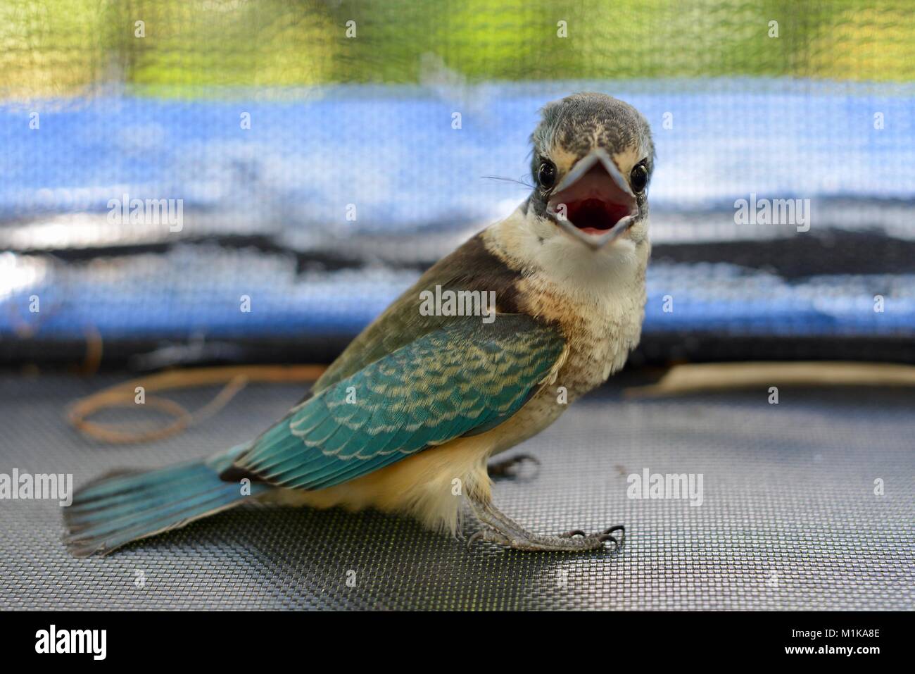 Juvenile Sacred kingfisher (Todiramphus sanctus) stuck in trampoline enclosure, Townsville, Queensland, Australia Stock Photo