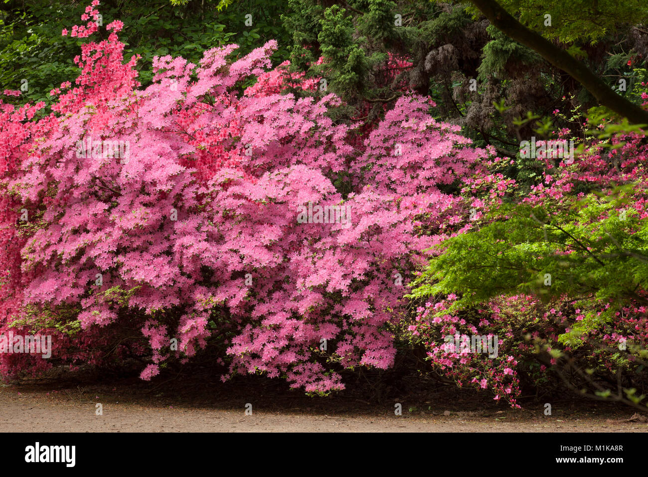 Azaleen Germany, Cologne, blooming azalea at the Forstbotanischer Garten, an ...
