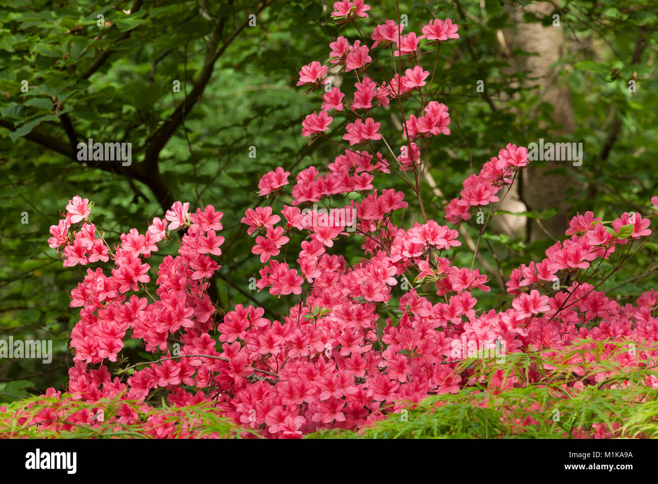 Azaleen Germany, Cologne, blooming azalea at the Forstbotanischer Garten, an ...