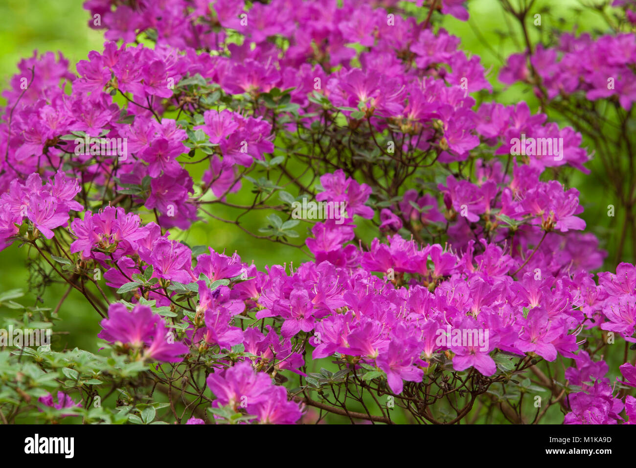 Azaleen Germany, Cologne, blooming azalea at the Forstbotanischer Garten, an ...