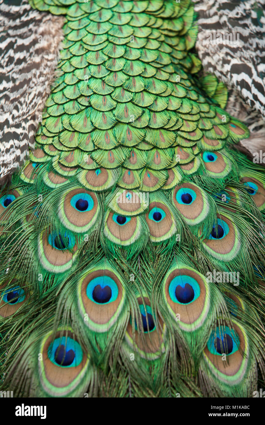 Germany,feathers of a mal peacock, common peafowl (lat. Pavo cristatus) displaying tail, at the Forstbotanischer Garten, an arboretum and woodland bot Stock Photo
