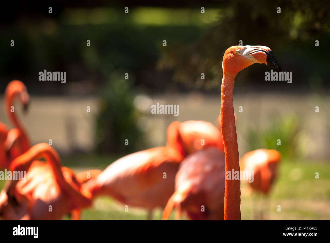 Germany, Cologne, the zoological garden, flamingo.  Deutschland, Koeln, im Zoo, Flamingos. Stock Photo
