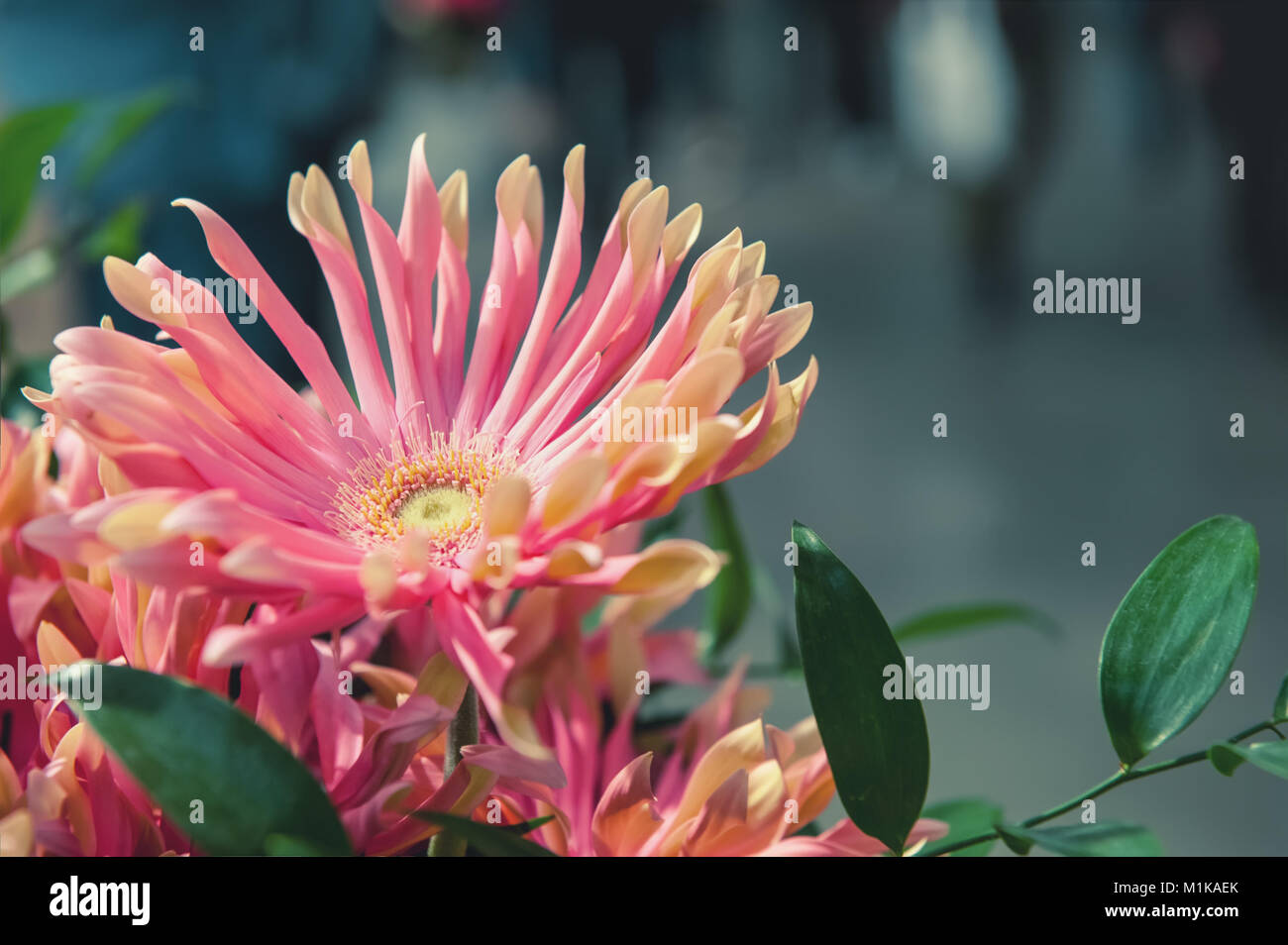 Beautiful single flower roses on a beautiful background as a gift. Copy ...