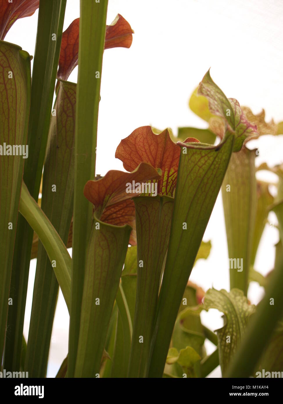 North American Sarracenia flowers close up Stock Photo