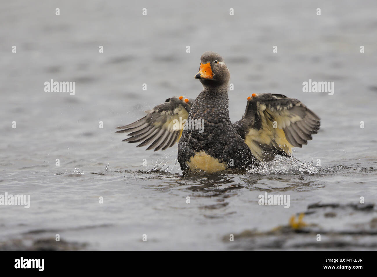 Falkland Steamer duck Stock Photo