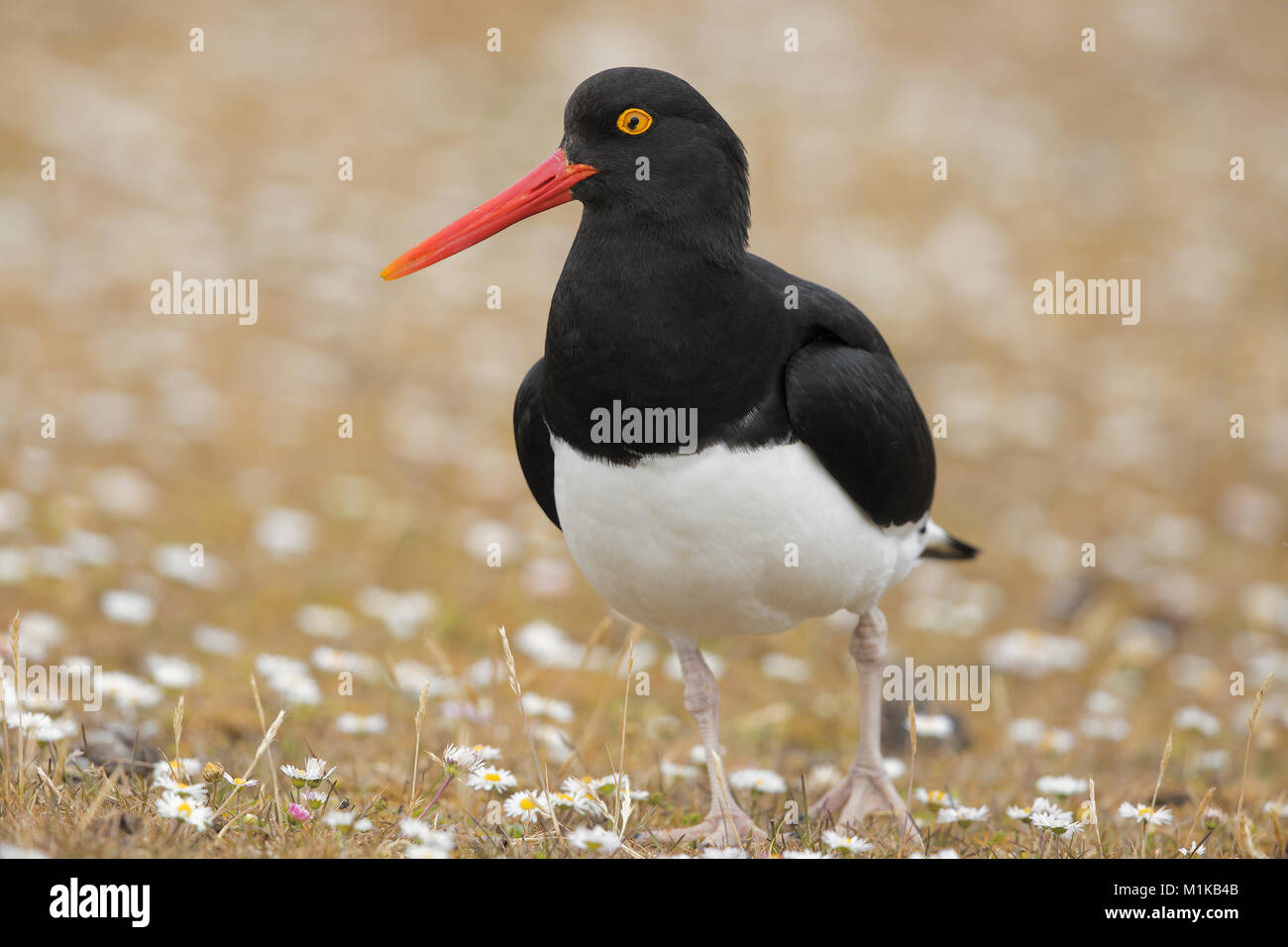 Magellanic Oystercatcher Stock Photo