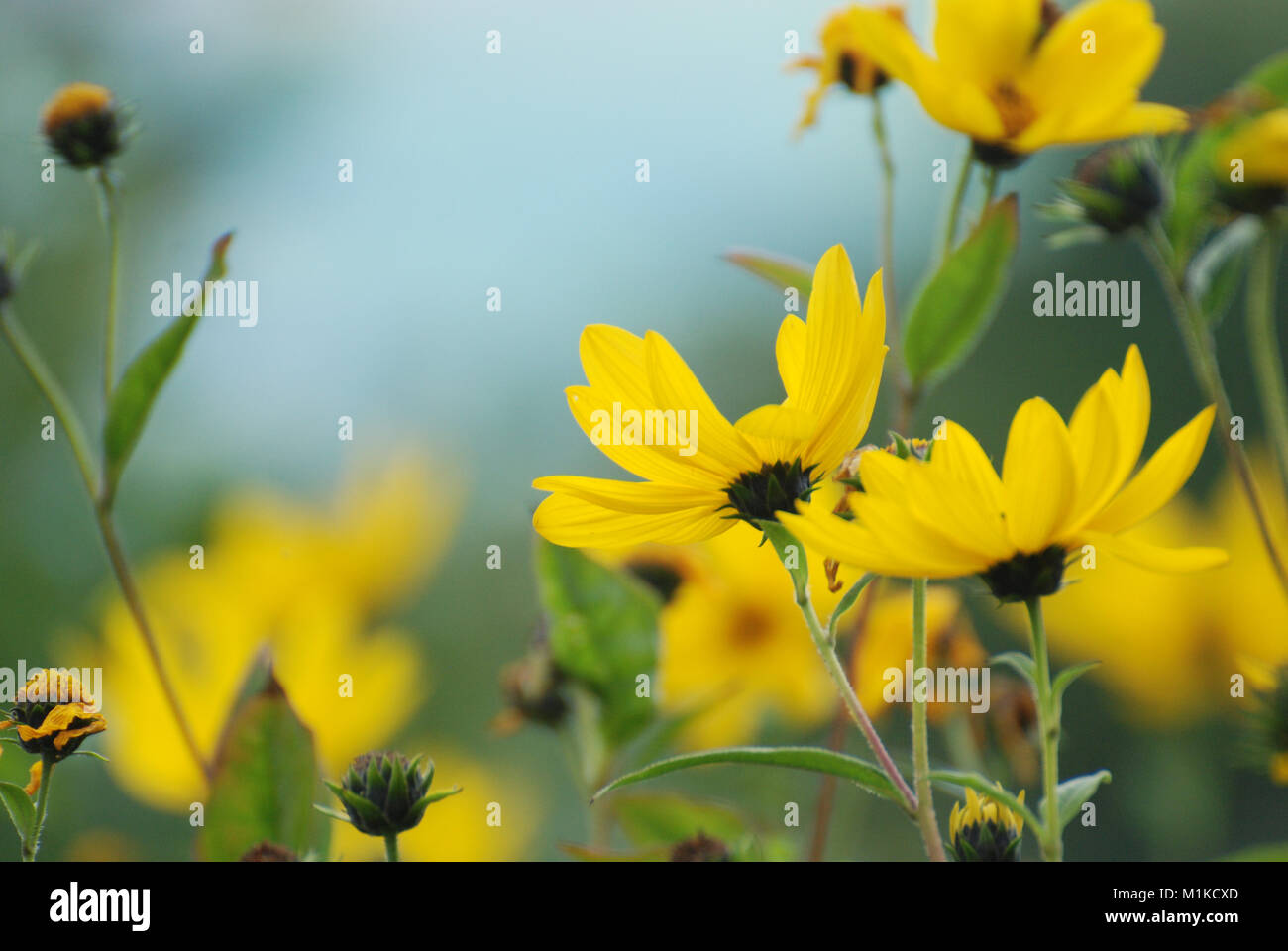 Insect friendly flower hi-res stock photography and images - Alamy