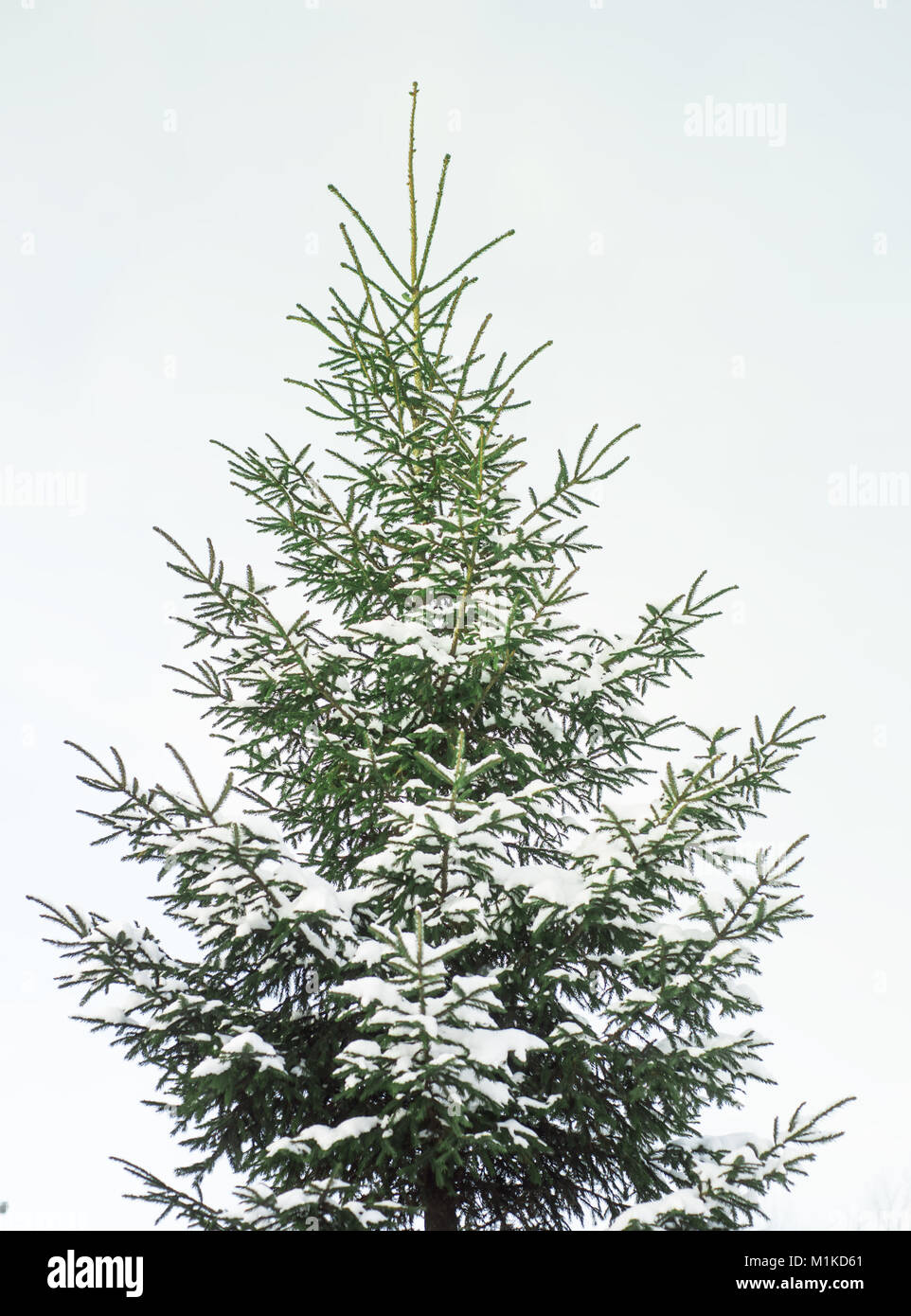 Fir tree covered with snow Stock Photo