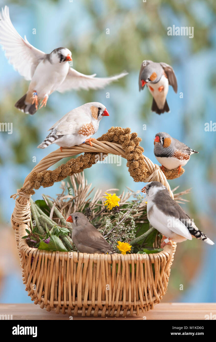 Zebra Finch (Taeniopygia guttata). Six adult birds at a basket filled with herbs. Germany Stock Photo