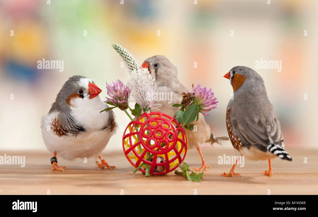 Zebra Finch (Taeniopygia guttata). Three adult birds eating Red Clover, Plantain and Dandelion leaves from a red lattice ball. Germany Stock Photo