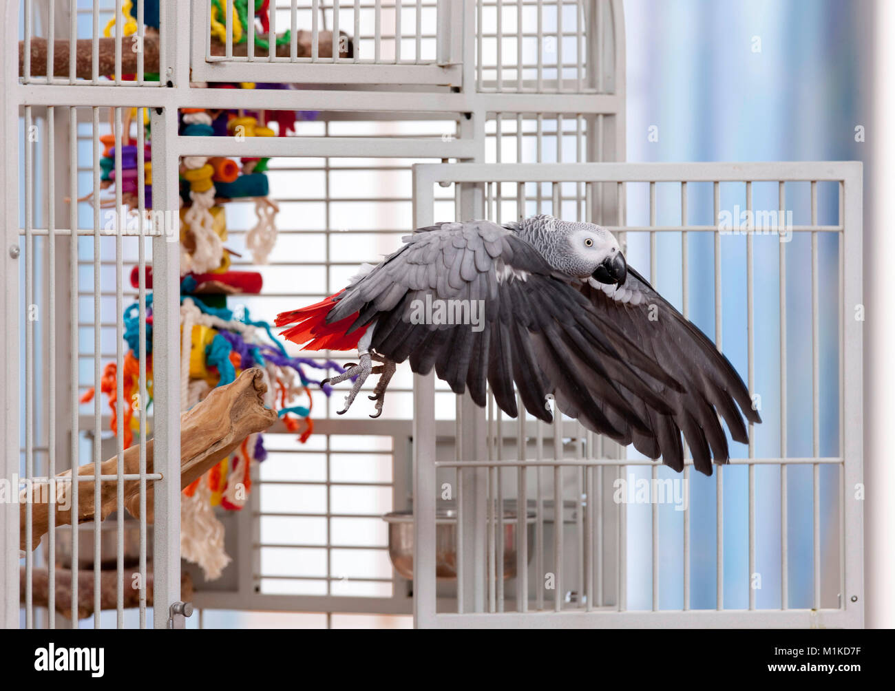 Congo Gray Parrot  (Psittacus erithacus). Adult flying out of its cage. Germany Stock Photo