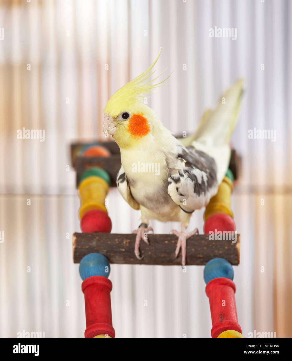 Cockatiel (Nymphicus hollandicus). Adult perched on a multicolored ladder. Germany Stock Photo