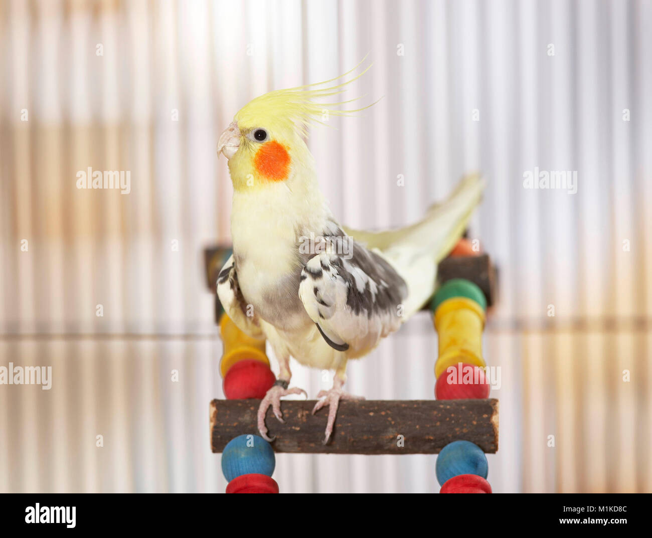 Cockatiel (Nymphicus hollandicus). Adult perched on a multicolored ladder. Germany Stock Photo