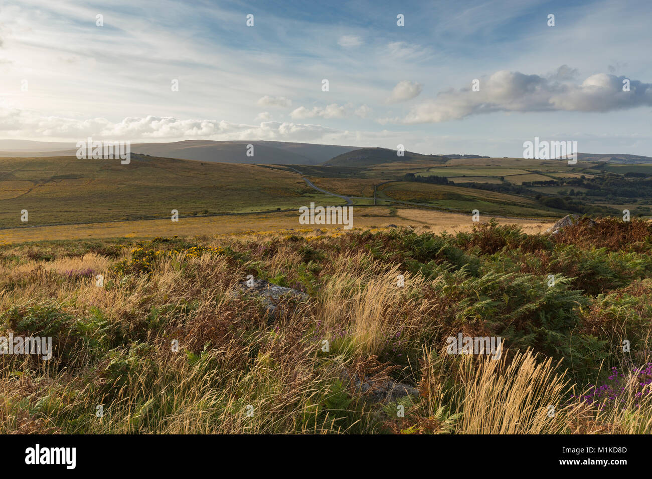 An evening shot from Rippon Tor on Dartmoor took with a slow shutter speed to emphasize the blustery wind in the grasses and plants. Stock Photo
