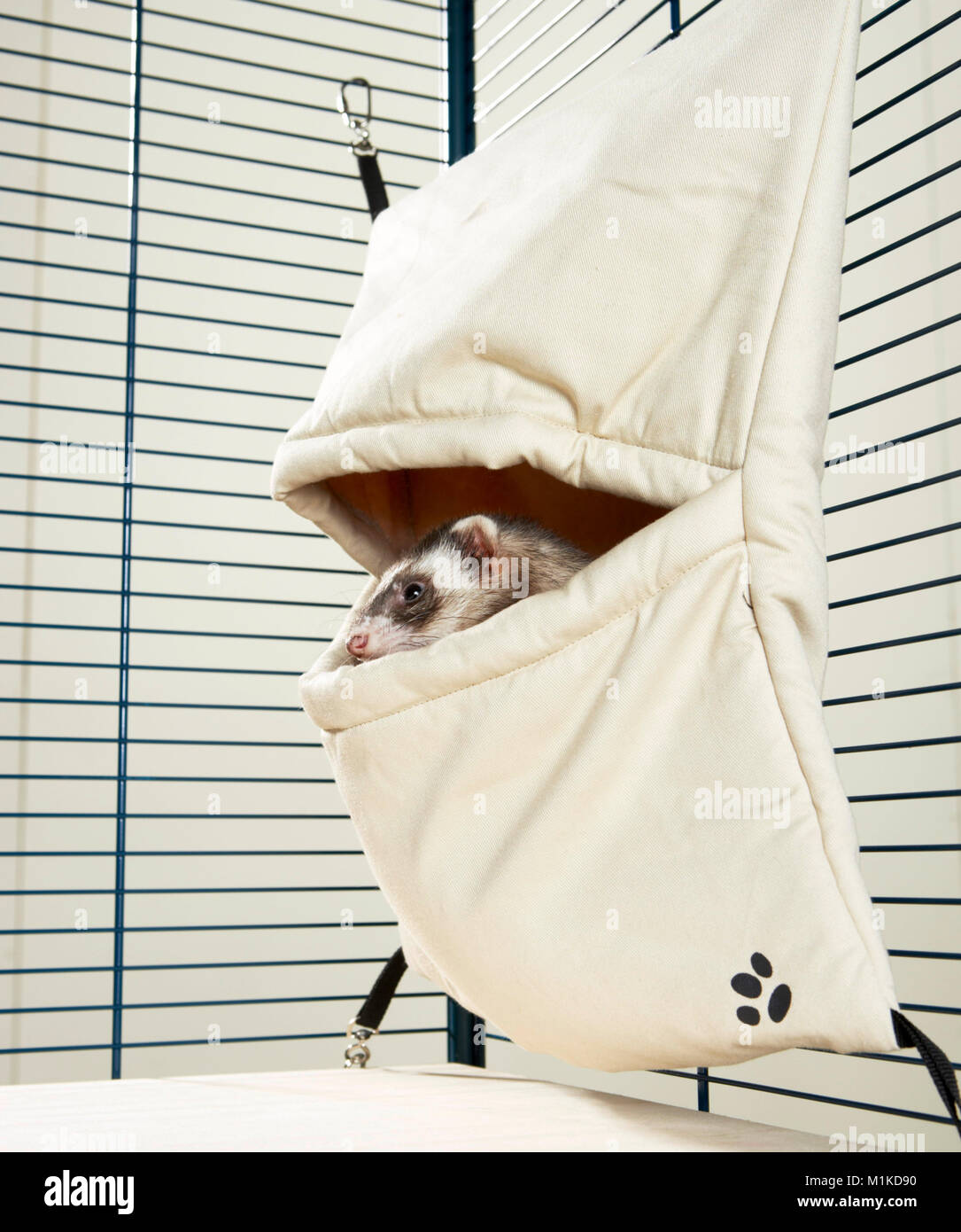 Ferret looking out of its hide Stock Photo