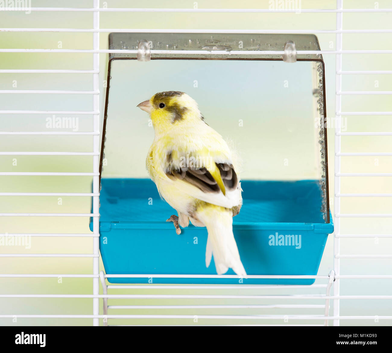 Canary sitting at its bathing house Stock Photo