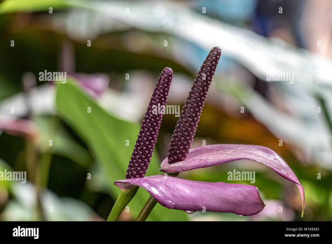 Spike shaped flowers of a Purple anthurium Stock Photo