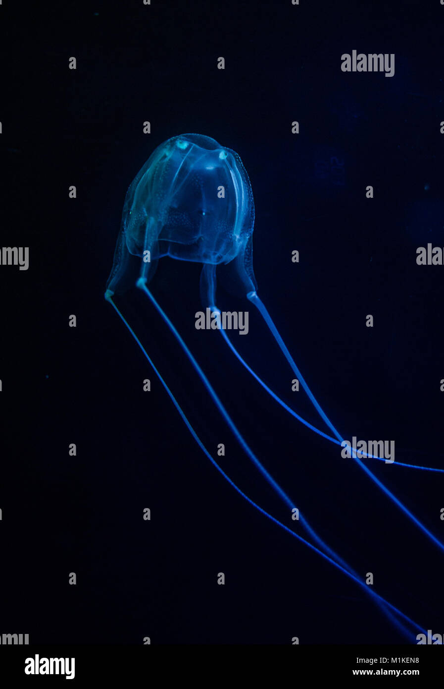 Close up image of a box jellyfish in an aquarium under blue lights