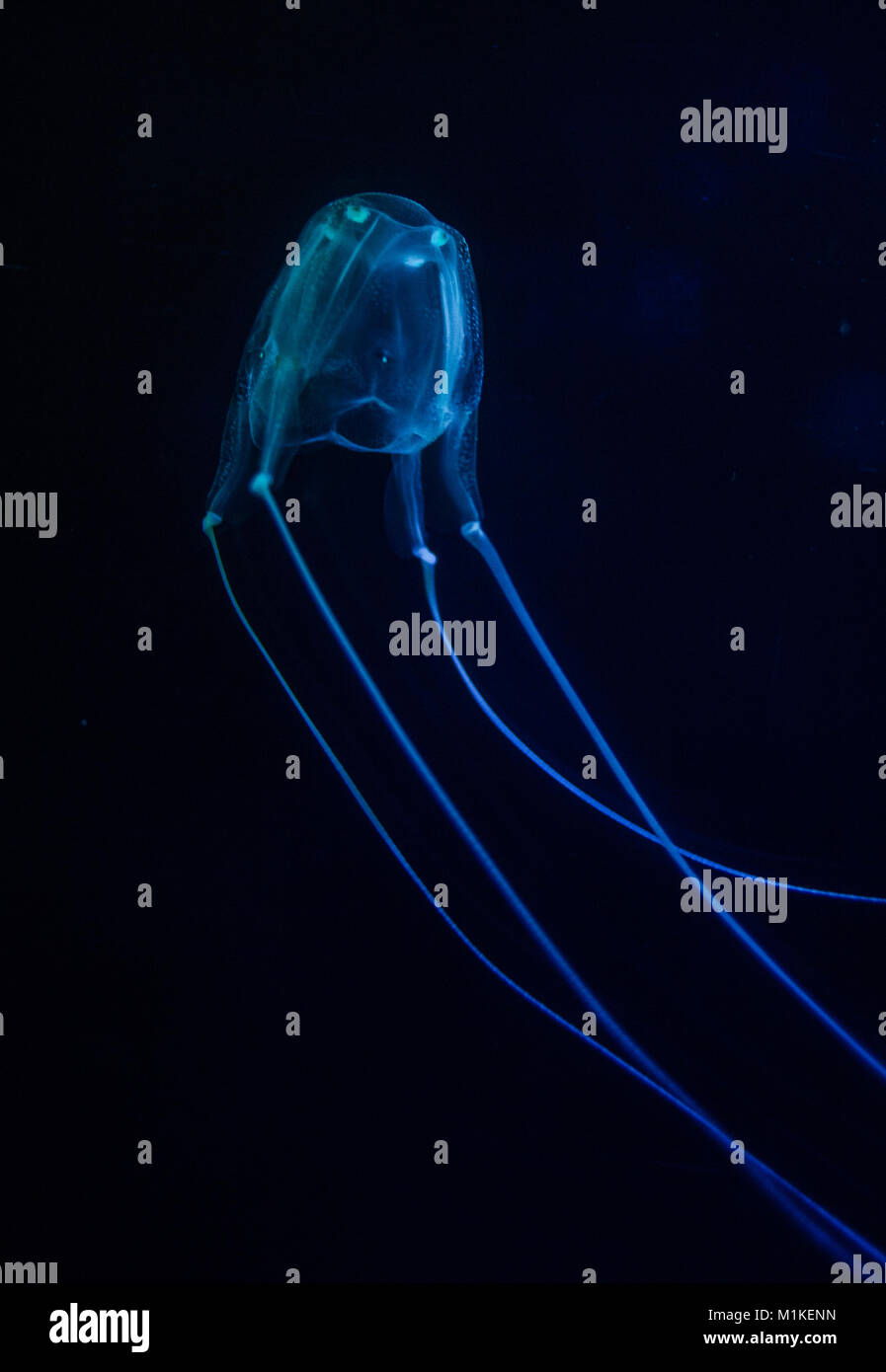 Box jellyfish hires stock photography and images Alamy