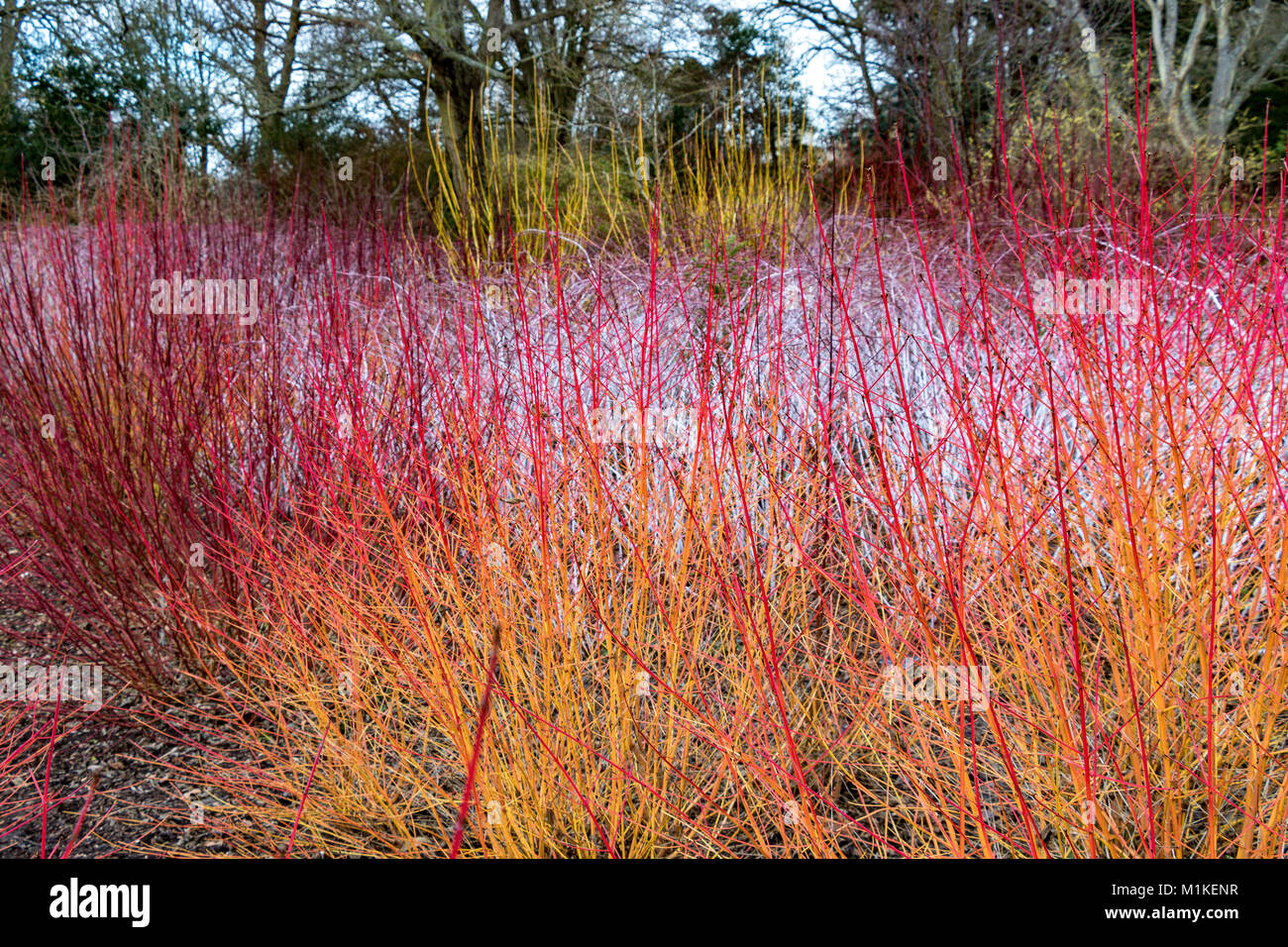 Fiery red Winter Colour at Wisley is provided by a combination of Cornus sanguinea Midwinter fire in the foreground and Rubus cockburnianus at the rea Stock Photo