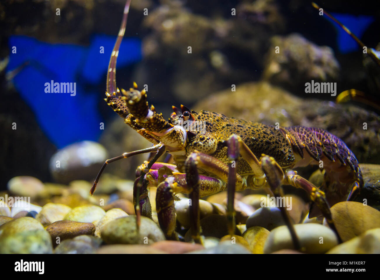 Close up image of a rock lobster in an aquarium, close to the west coast of south africa Stock Photo