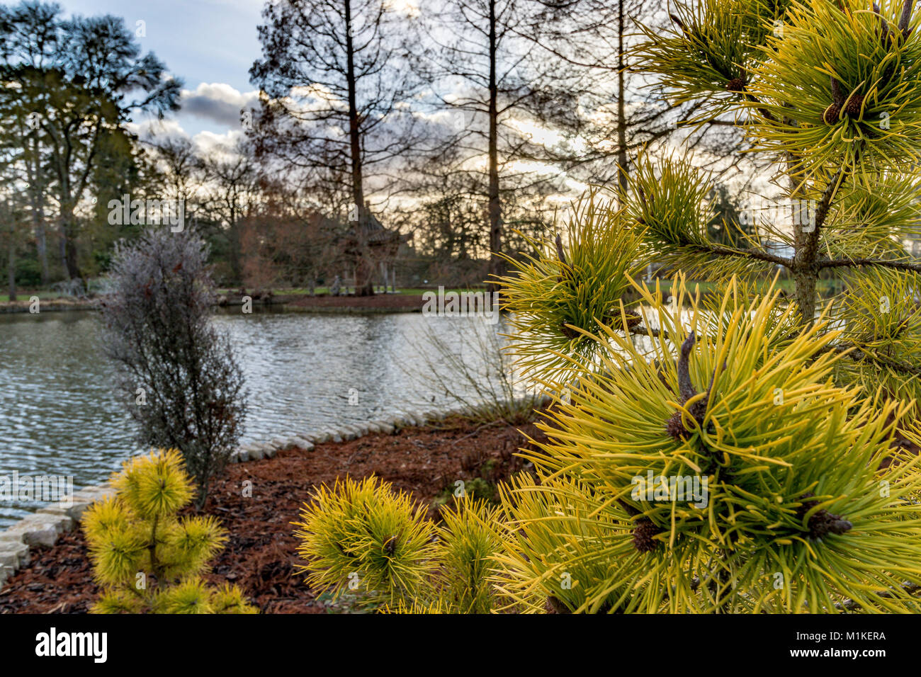 The deep,rich,golden yellow winter colour of Pinus contorta ‘Chief Joseph’ or Lodgepole Pine,seen here in close up in front of the lake at  RHS Wisley Stock Photo