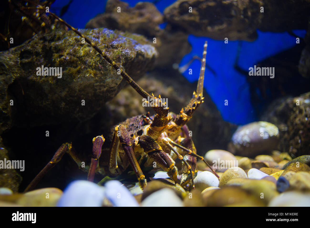 Close up image of a rock lobster in an aquarium, close to the west coast of south africa Stock Photo