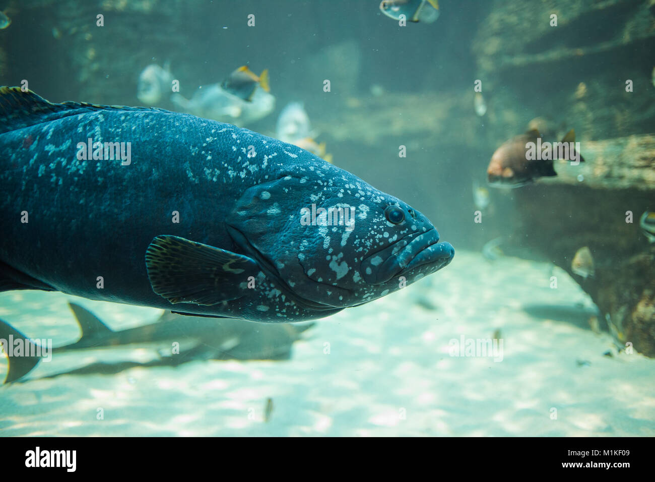 Close up under water photo of a Brindle bass Stock Photo