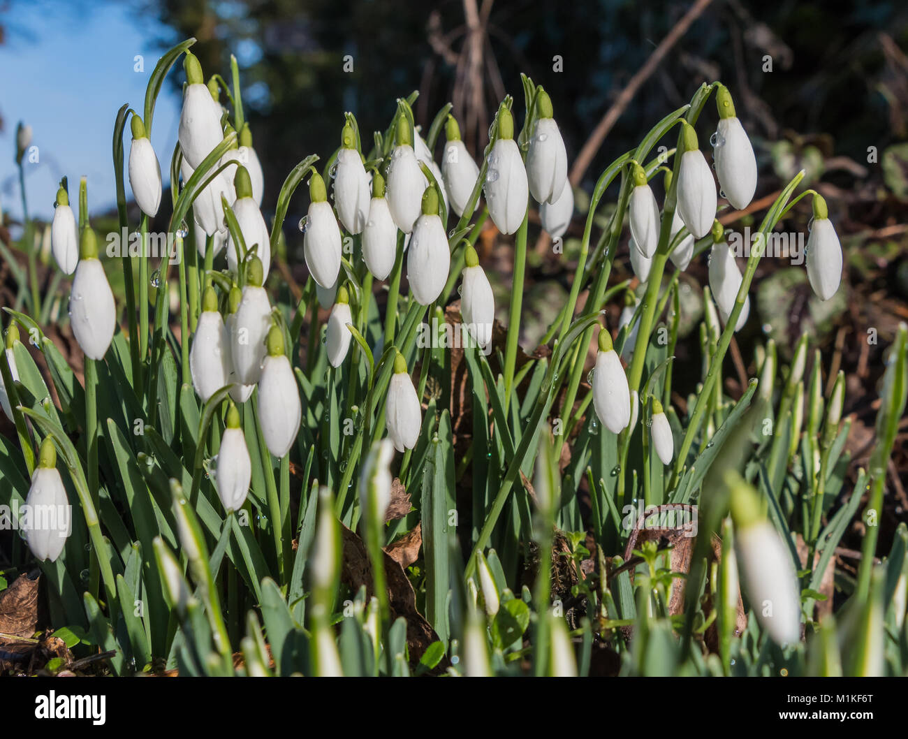 A group of flowering wild snowdrops (Galanthus) in sunshine with raindrops on the plants Stock Photo