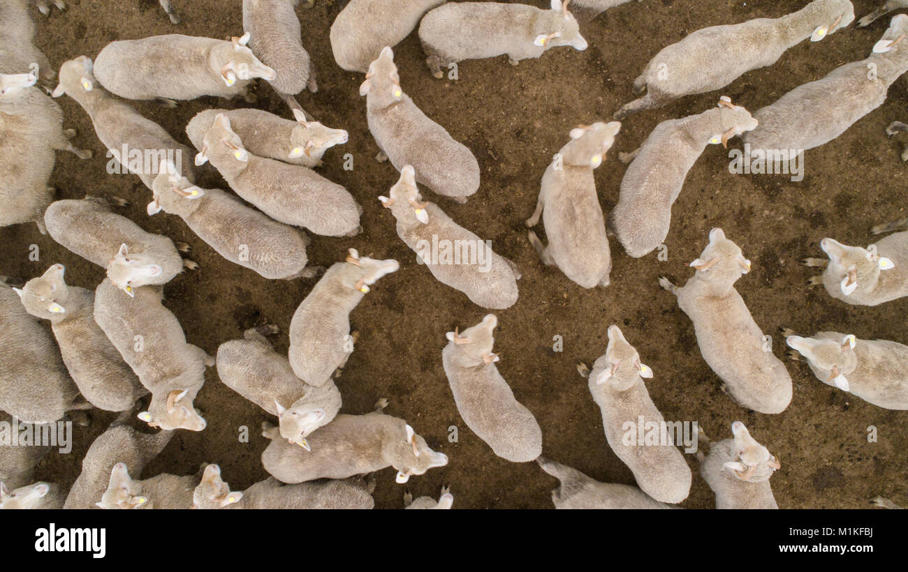 Aerial view over a flock of sheep on a farm Stock Photo - Alamy