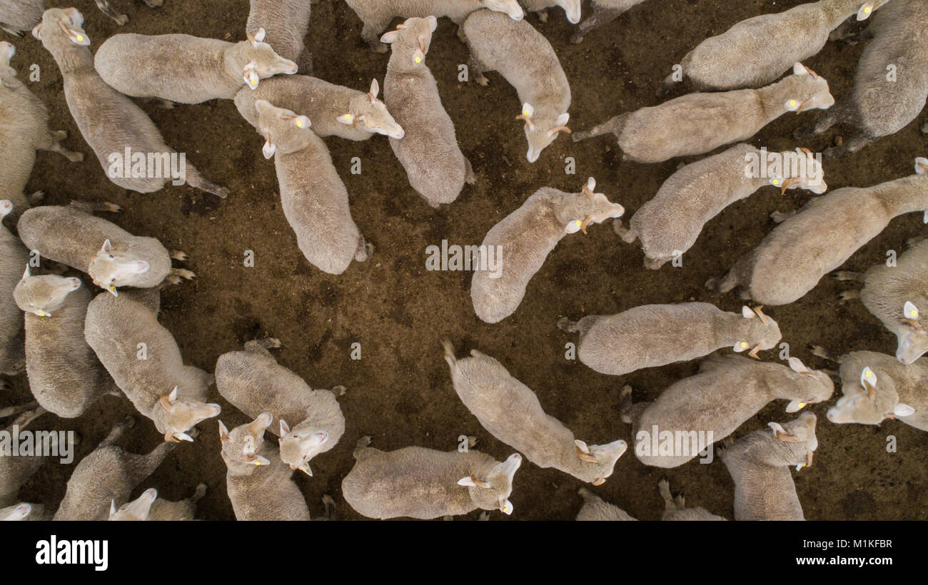 Aerial view over a flock of sheep on a farm Stock Photo - Alamy