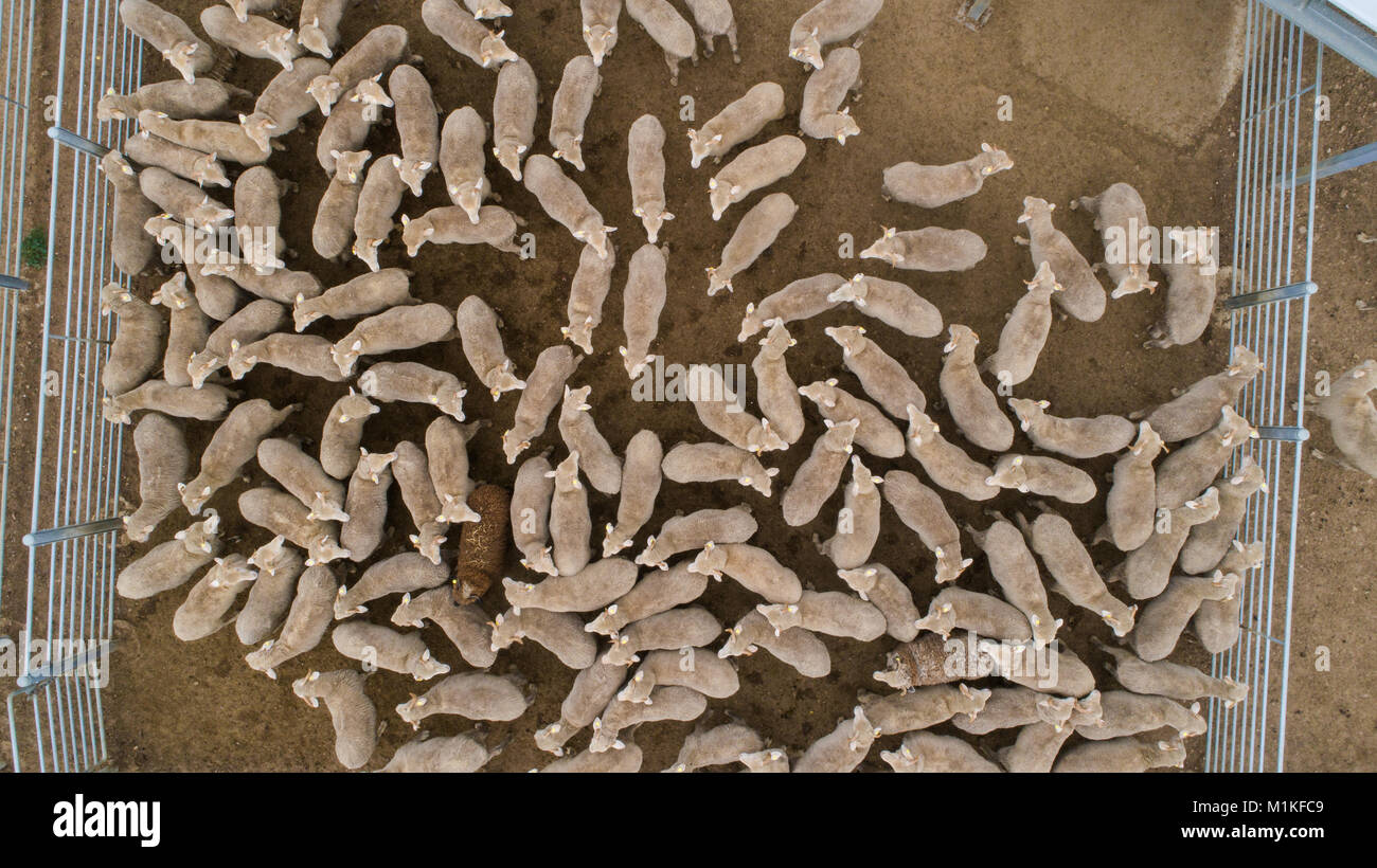 Aerial view of sheep in field hi-res stock photography and images - Alamy