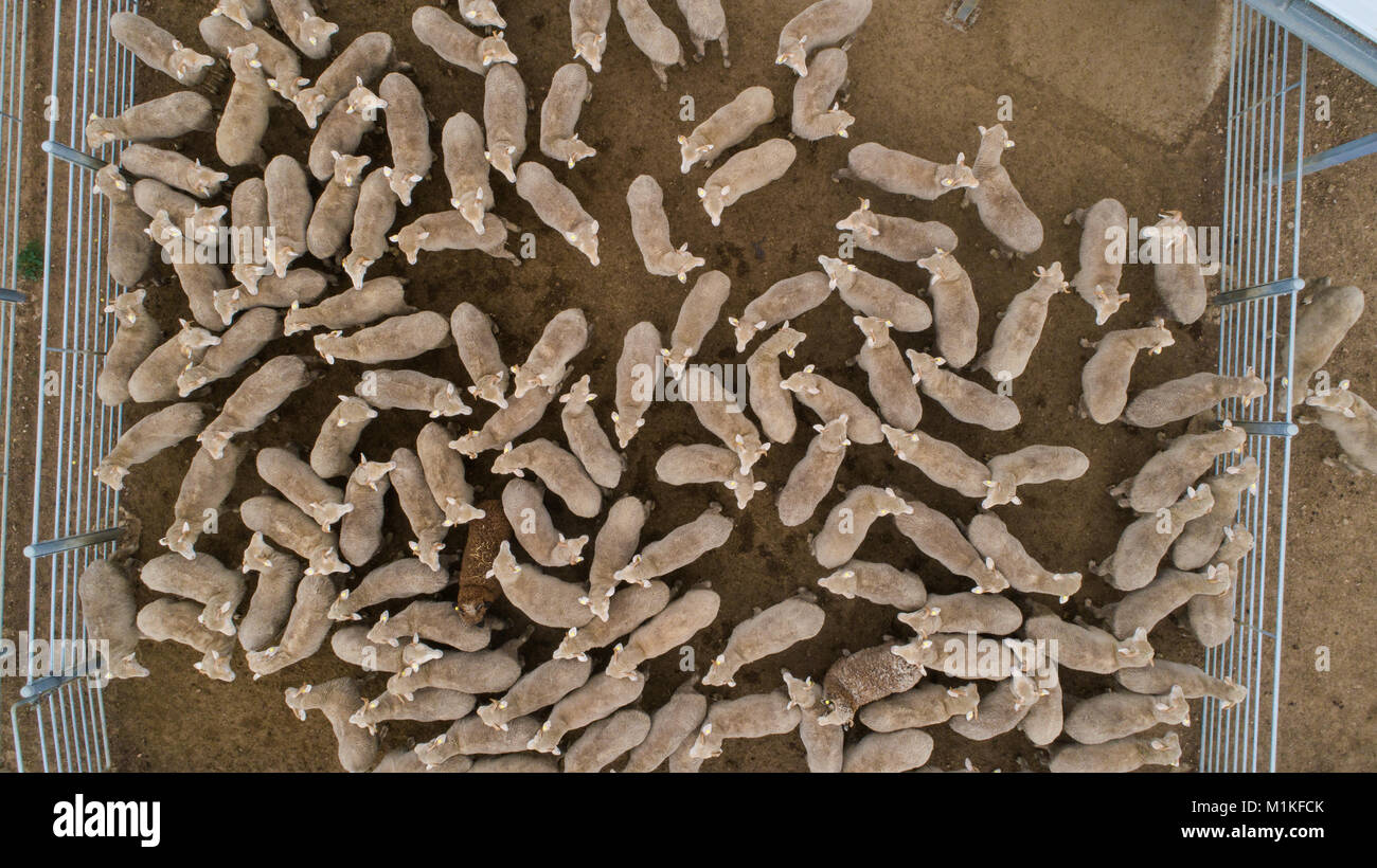 Aerial view over a flock of sheep on a farm Stock Photo - Alamy
