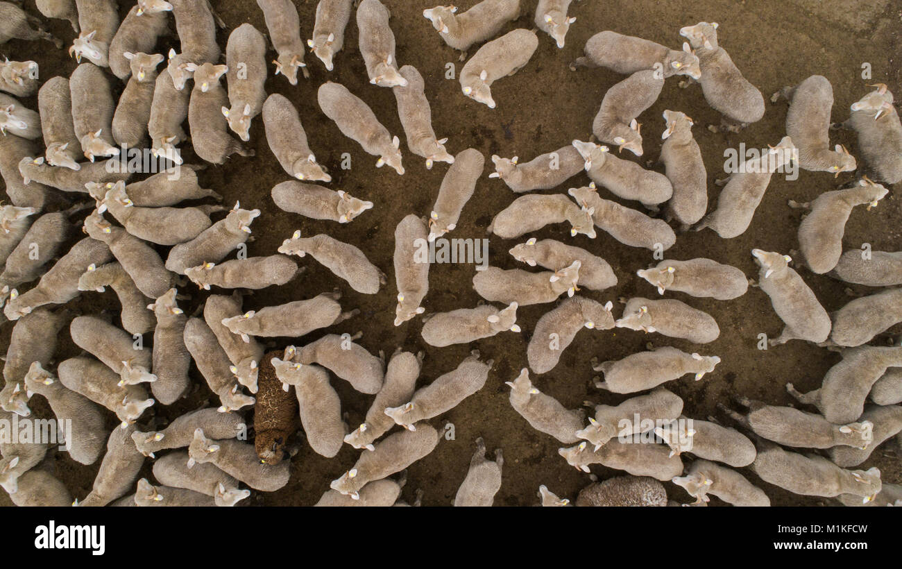 Aerial view over a flock of sheep on a farm Stock Photo - Alamy