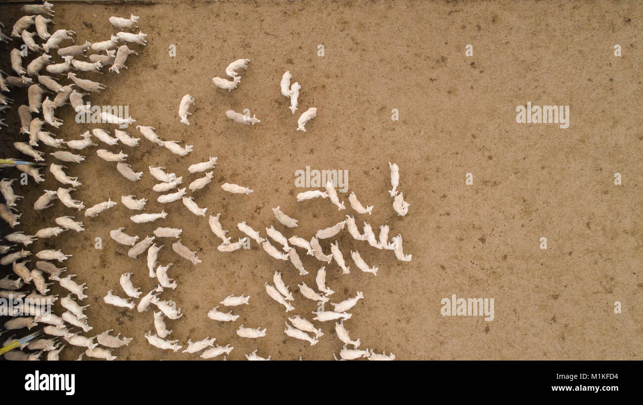 Aerial view over a flock of sheep on a farm Stock Photo - Alamy