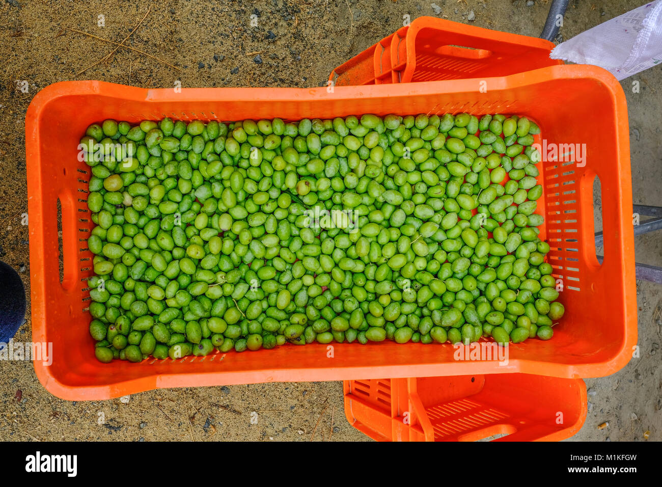 Olive oil wallpaper hires stock photography and images Alamy