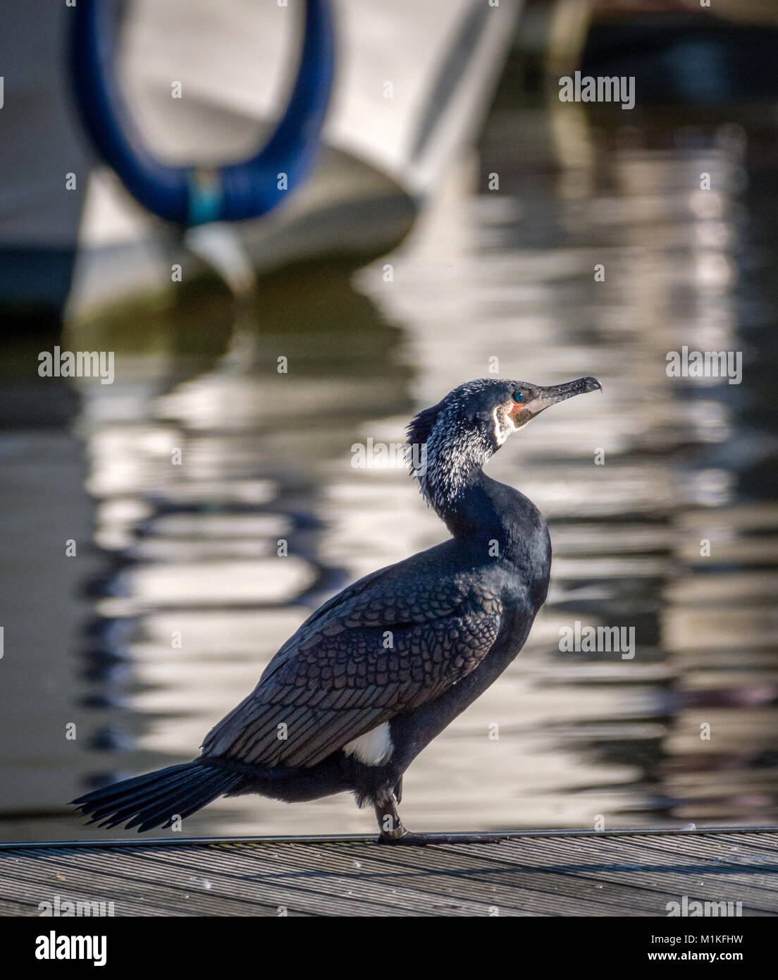 Cormorant Phalacrocorax carbo basking in the sun on a jetty in Bristol floating harbour UK Stock Photo