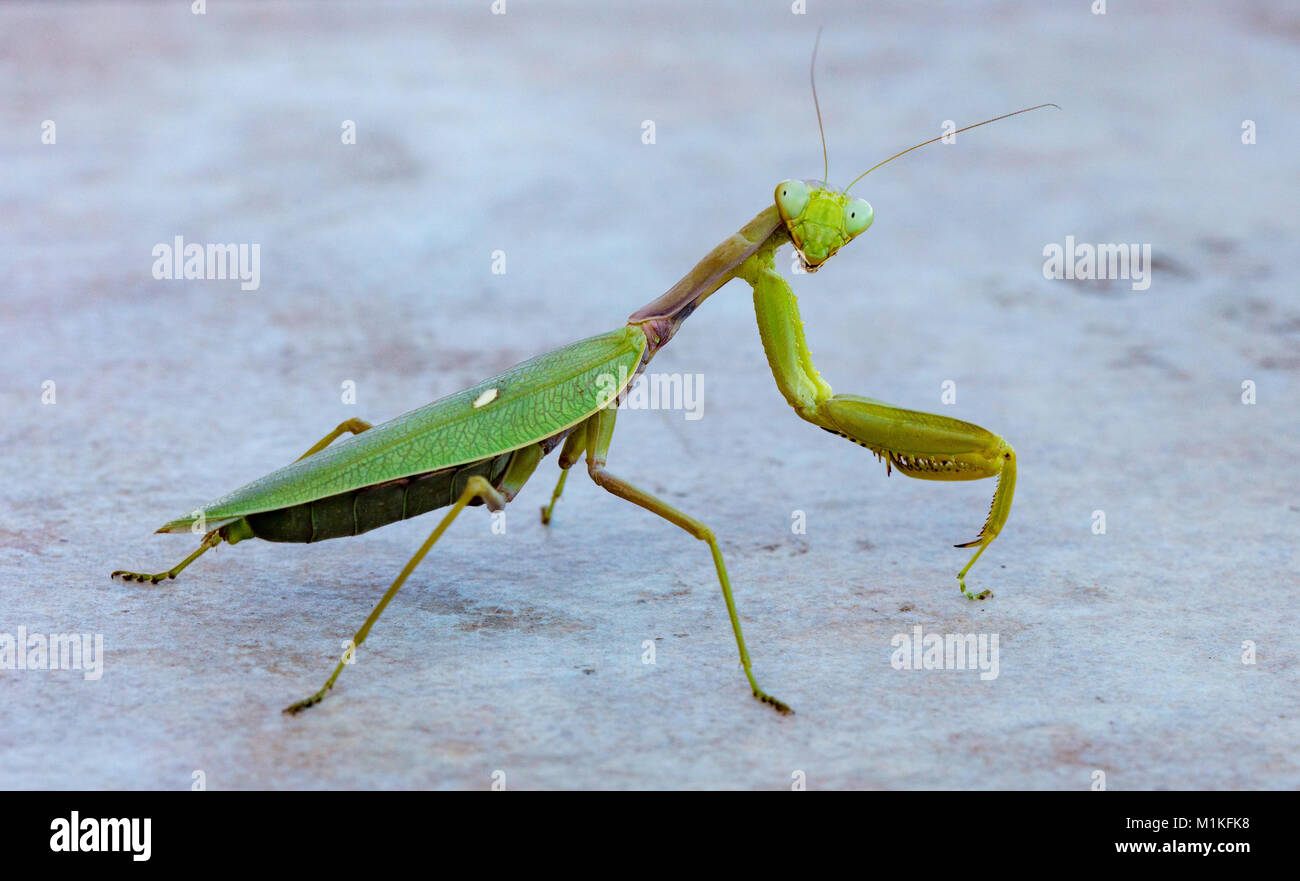 Praying mantis walking nervously across a marble floor in Greece Stock Photo