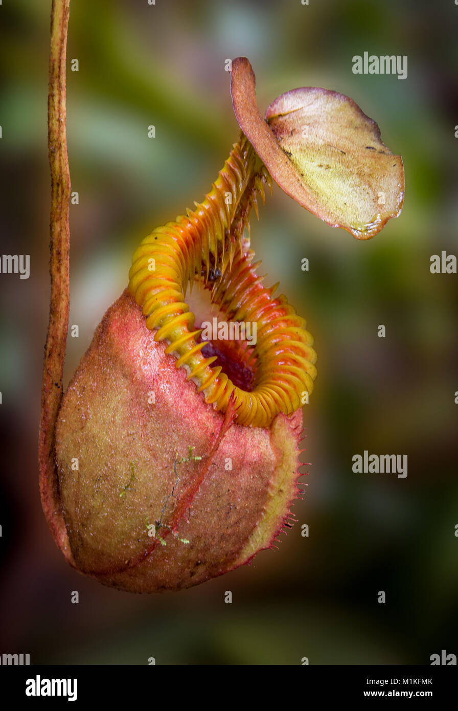 Insectivorous pitcher plant Nepenthes villosa growing in dense montane woodland on the trail up Mount Kinabalu in Sabah Borneo Stock Photo