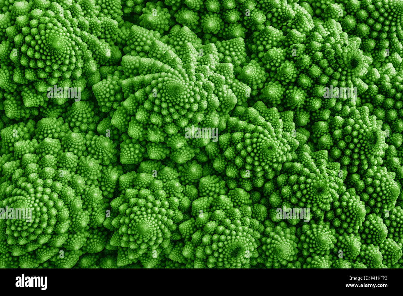 Detail of Romanesco cauliflower - a garden vegetable whose growth patterns seem to be controlled by Mandelbrot fractal geometry Stock Photo