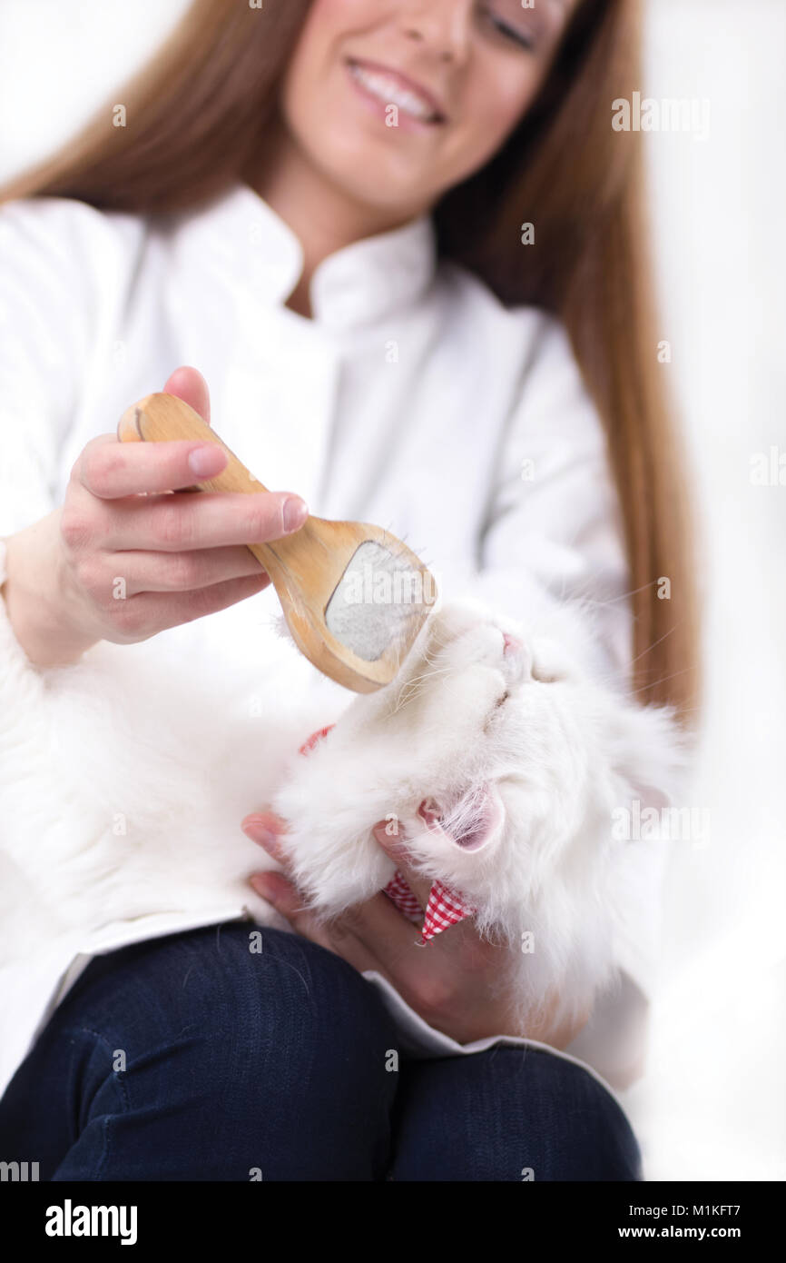 veterinarian comb the cat Stock Photo Alamy