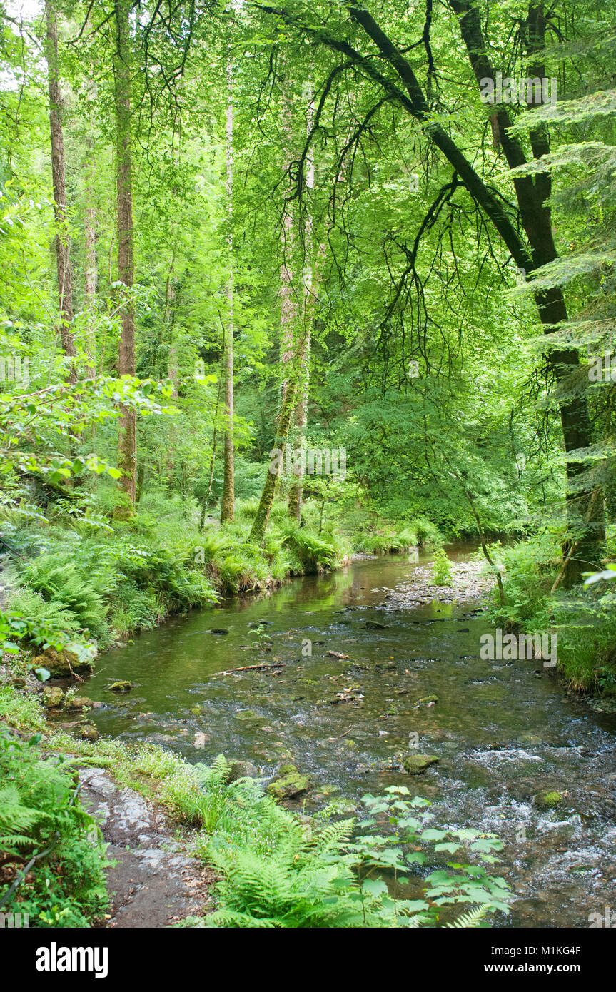 The River Lyd flowing through woodland at Lydford Gorge, Devon, UK - John Gollop Stock Photo