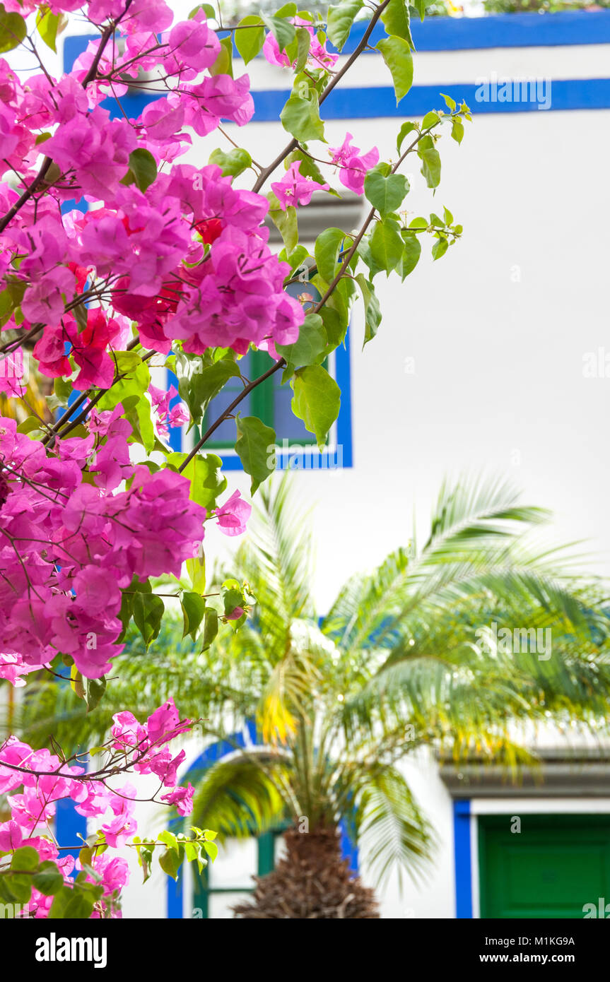 Pink Bougainvillea and palm tree with luxury holiday apartments in marina resort of Puerto de Mogan Gran Canaria Canary Islands Spain Stock Photo
