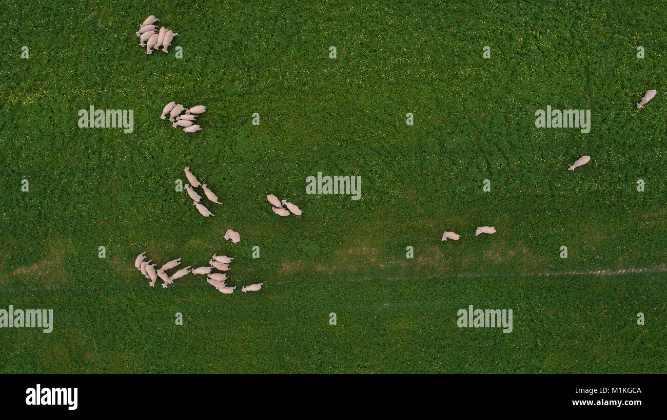 Aerial view over a flock of sheep on a farm Stock Photo - Alamy