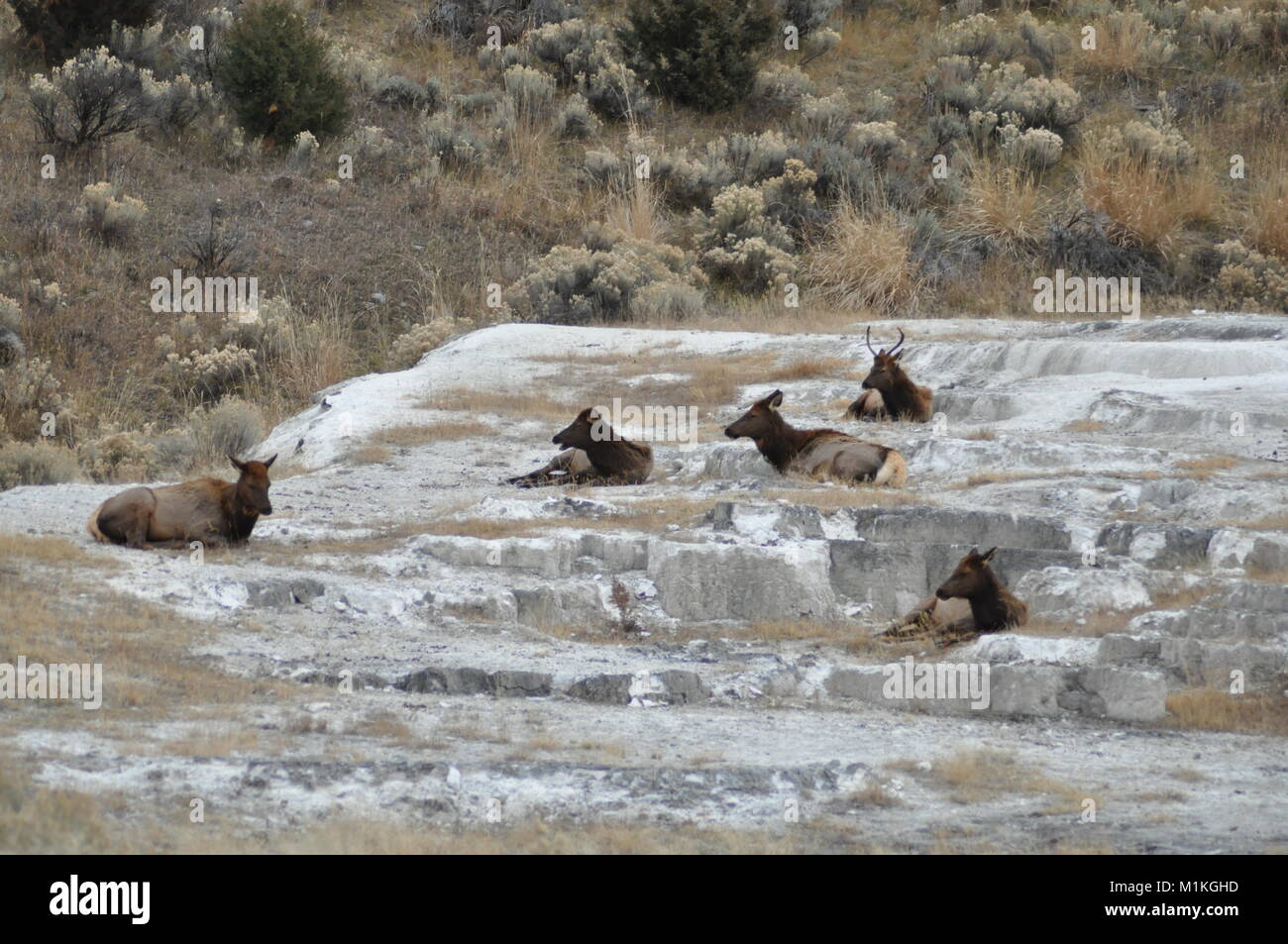 Elk herd on travertine terraces,Hot Springs Stock Photo