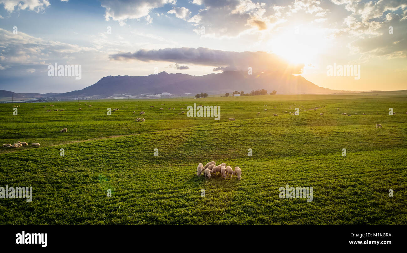 Aerial view over a flock of sheep on a farm Stock Photo - Alamy
